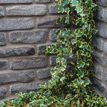 Walling/Cladding